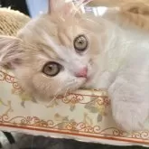 スコティッシュフォールド(立ち耳)