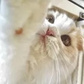 スコティッシュフォールド(折れ耳)