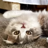 スコティッシュフォールド(折れ耳)