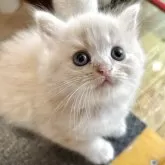 スコティッシュフォールド(立ち耳)【兵庫県・女の子・2025年1月23日・クリームマッカレルタビー】の写真2