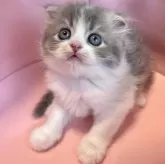 スコティッシュフォールド(折れ耳)【兵庫県・女の子・2025年6月21日・ブルーパッチドタビー&ホワイト】の写真3