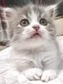 スコティッシュフォールド(折れ耳)【兵庫県・女の子・2025年6月21日・ブルーパッチドタビー&ホワイト】の写真2
