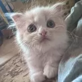 スコティッシュフォールド(折れ耳)【兵庫県・女の子・2025年6月21日・クリームタビー&ホワイト】の写真3