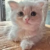 スコティッシュフォールド(立ち耳)【兵庫県・女の子・2025年6月21日・クリームマッカレルタビー】の写真3