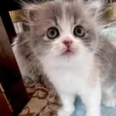 スコティッシュフォールド(折れ耳)【兵庫県・女の子・2025年6月21日・ブルーパッチドタビー&ホワイト】の写真3