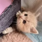 スコティッシュフォールド(立ち耳)【兵庫県・女の子・2025年1月23日・クリームマッカレルタビー】の写真3