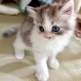 スコティッシュフォールド(立ち耳)【兵庫県・女の子・2025年8月6日・ダイリュートキャリコ】の写真3