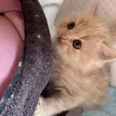 スコティッシュフォールド(立ち耳)【兵庫県・女の子・2025年1月23日・クリームマッカレルタビー】の写真4