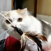 スコティッシュフォールド(折れ耳)【兵庫県・女の子・2024年11月7日・ダイリュートキャリコ】の写真4