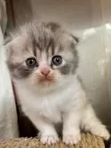 スコティッシュフォールド(折れ耳)【兵庫県・女の子・2025年1月23日・ブルーパッチドタビー&ホワイト】の写真4