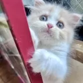 スコティッシュフォールド(折れ耳)【兵庫県・女の子・2025年6月21日・クリームタビー&ホワイト】の写真4