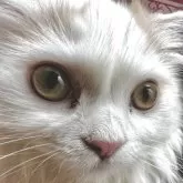 スコティッシュフォールド(折れ耳)【兵庫県・女の子・2024年11月7日・ダイリュートキャリコ】の写真5