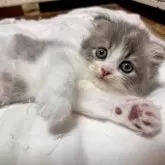 スコティッシュフォールド(折れ耳)【兵庫県・女の子・2025年6月21日・ブルーパッチドタビー&ホワイト】の写真5