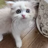 スコティッシュフォールド(折れ耳)【兵庫県・女の子・2025年6月21日・クリームタビー&ホワイト】の写真5