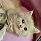 スコティッシュフォールド(立ち耳)【兵庫県・女の子・2025年1月23日・クリームマッカレルタビー】の写真5