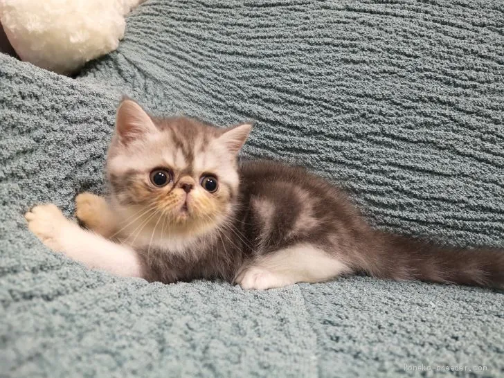 ID：2010-00193の子猫