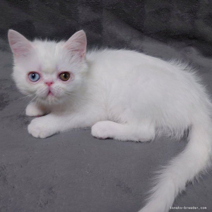 新品未使用！Dodge猫耳アンゴラ三毛猫ワッチ （オフホワイト） 4573307787678an_2?$VS_1500$