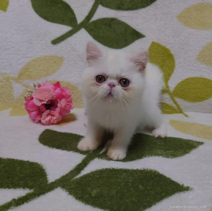 ID:2307-03472の子猫