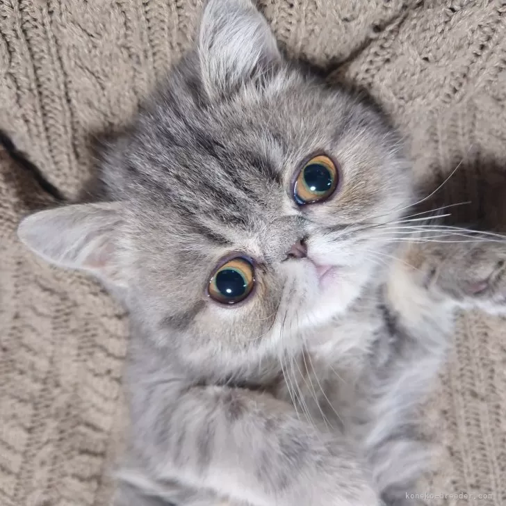 エキゾチックショートヘア【大阪府・女の子・2024年8月17日・ブルータビー】の写真1「お膝の上で仰向けになって遊んでいます」