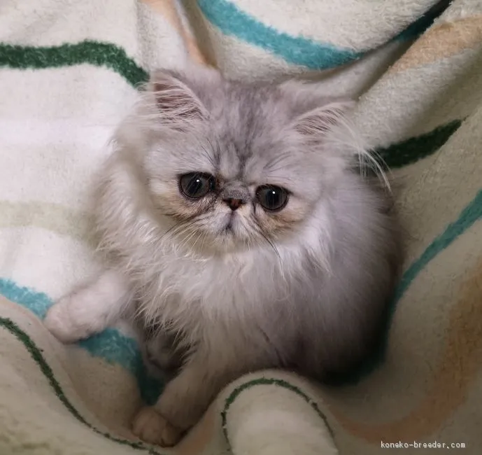 ID：2006-00506の子猫