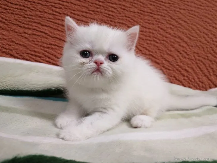 ID:2008-00070の子猫