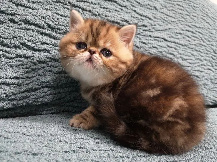 ちゃーりん 様のお迎えした子猫