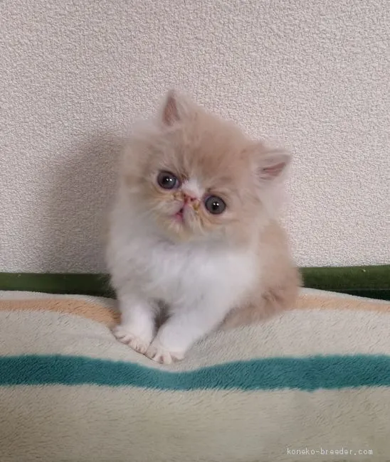 ID：1904-00354の子猫