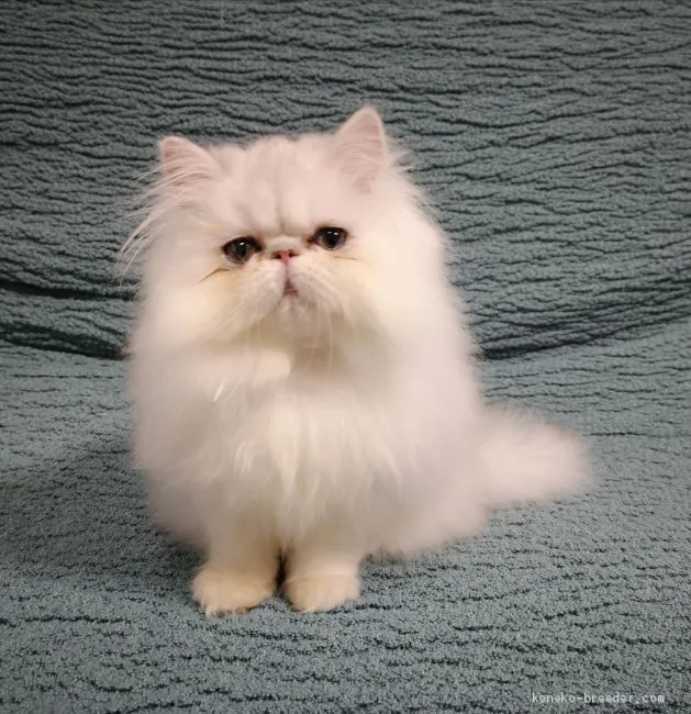 ID:2101-01060の子猫