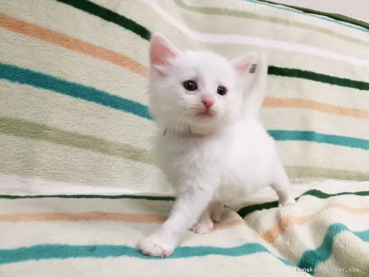 ID：1805-00118の子猫