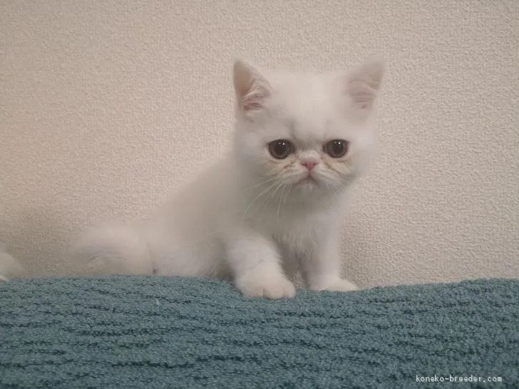 ID：2004-02069の子猫