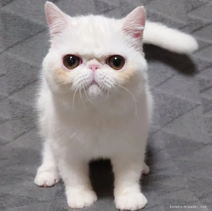 ID:2312-00527の子猫