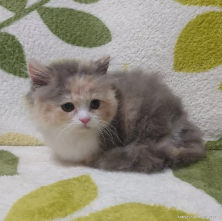 ID：2306-03134の子猫