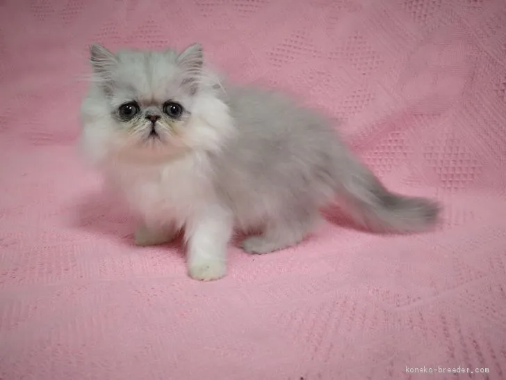 ID：2101-01059の子猫