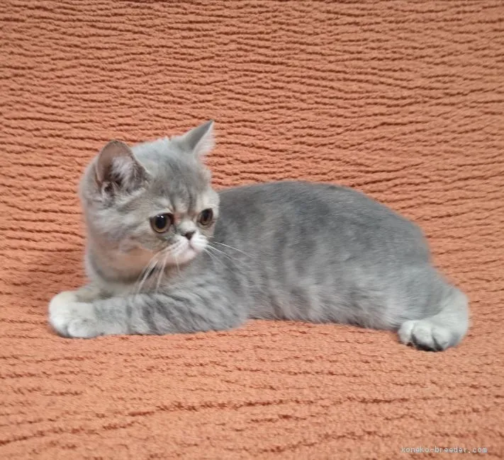 ID:1911-01038の子猫