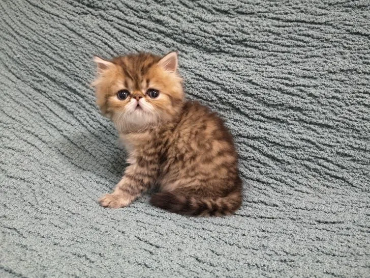 ID：2006-00508の子猫