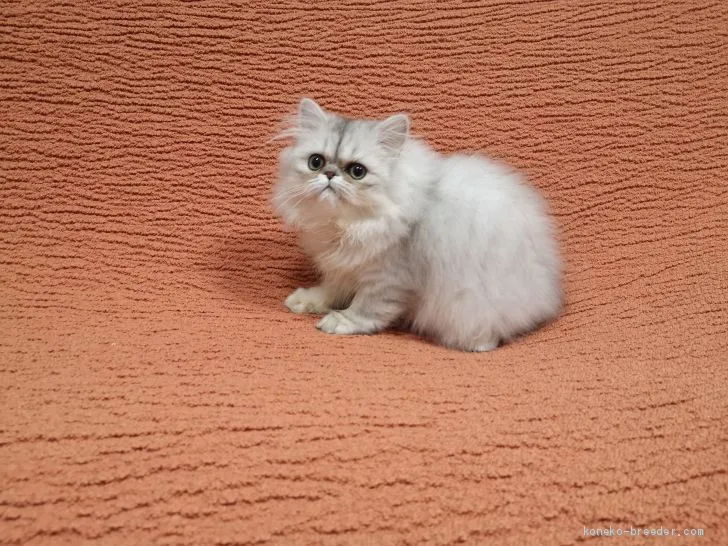 ID：1912-01592の子猫