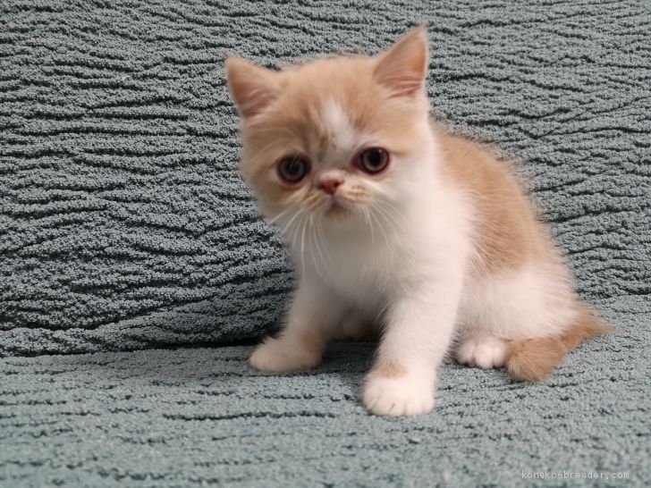 ちゃーりん 様のお迎えした子猫