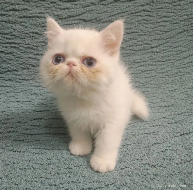 ID：2004-02051の子猫