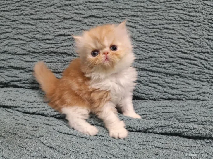 ID：2106-00582の子猫