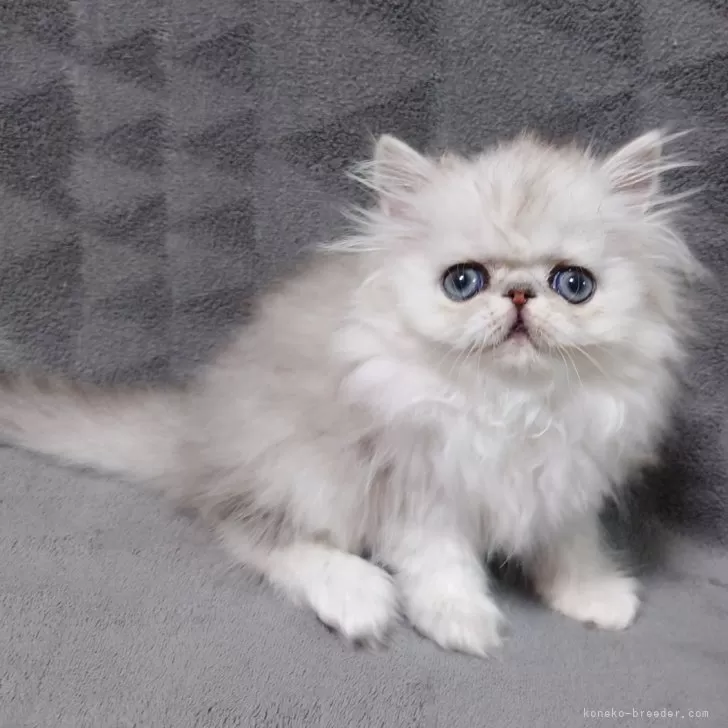 ID：2402-01048の子猫