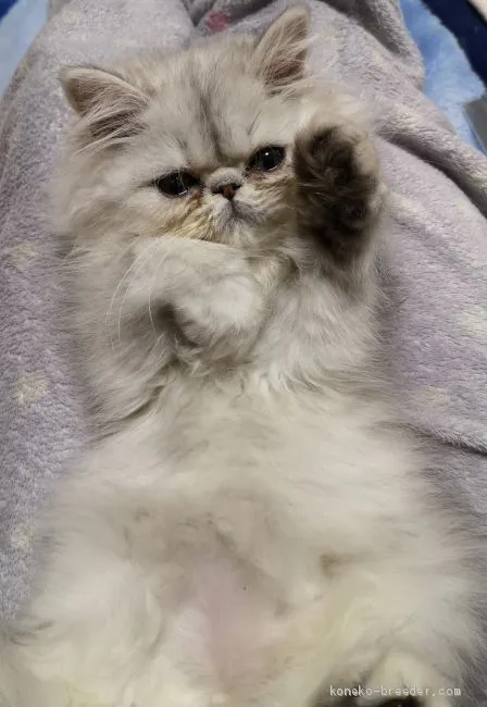 ID：1912-01526の子猫