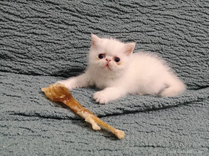 ID：2011-00748の子猫