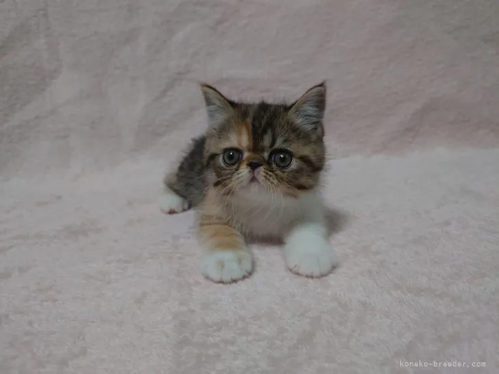 ID:2205-02292の子猫