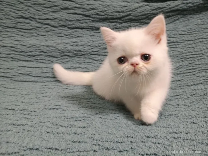 ID：2010-00311の子猫