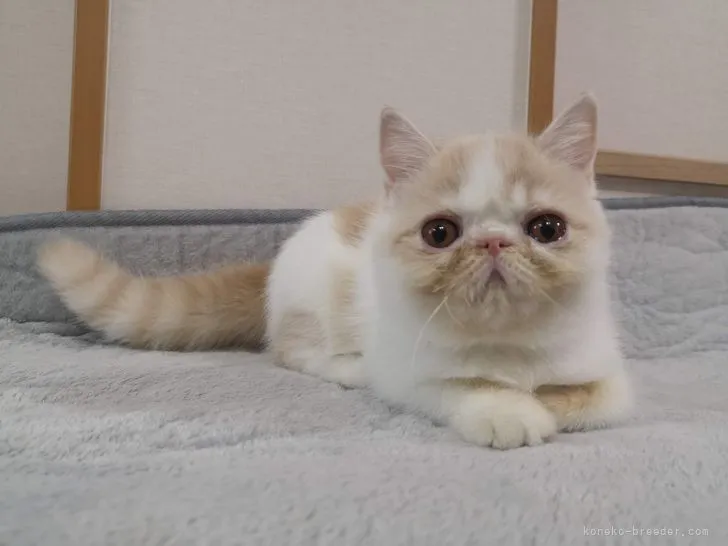 ID：2201-00617の子猫