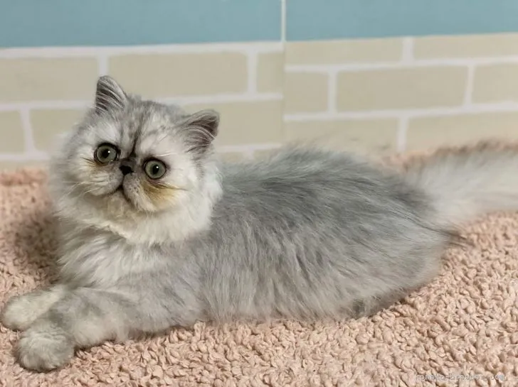 ID:2201-02014の子猫