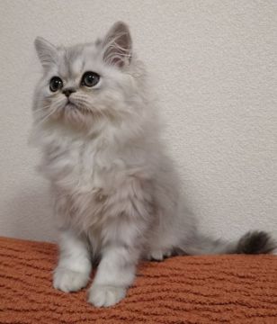 ペルシャ(チンチラ)【大阪府・男の子・2019年10月10日・シェーデッドシルバー】の写真「パパ･ママはCFAチャンピオン!!陽気な男の子」