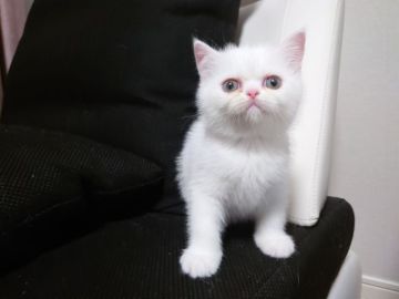 エキゾチックショートヘア【大阪府・女の子・2022年3月21日・ホワイト】の写真「元気いっぱい！！おてんば娘♪」