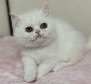 エキゾチックショートヘア【大阪府・男の子・2021年11月6日・ホワイト】の写真「プクプク可愛いヤンチャ君☆」