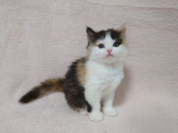 ミヌエット【大阪府・女の子・2022年4月11日・キャリコ】の写真「ママに甘えん坊だけどオマセな長足ちゃん♪」